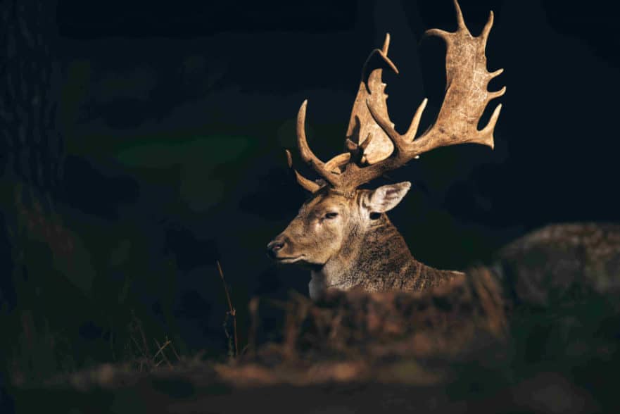 Why Do Deer Grow Antlers? North American Nature