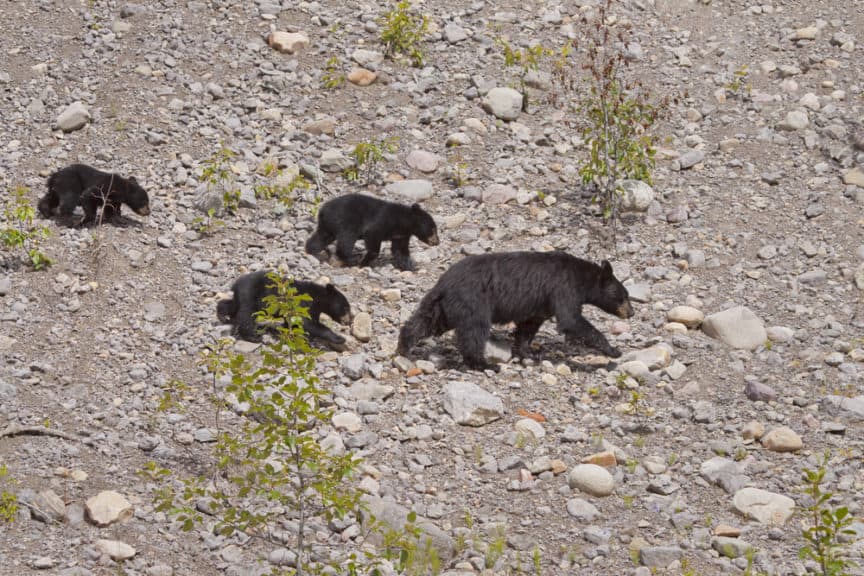 American Black Bear Everything You Want To Know North American Nature