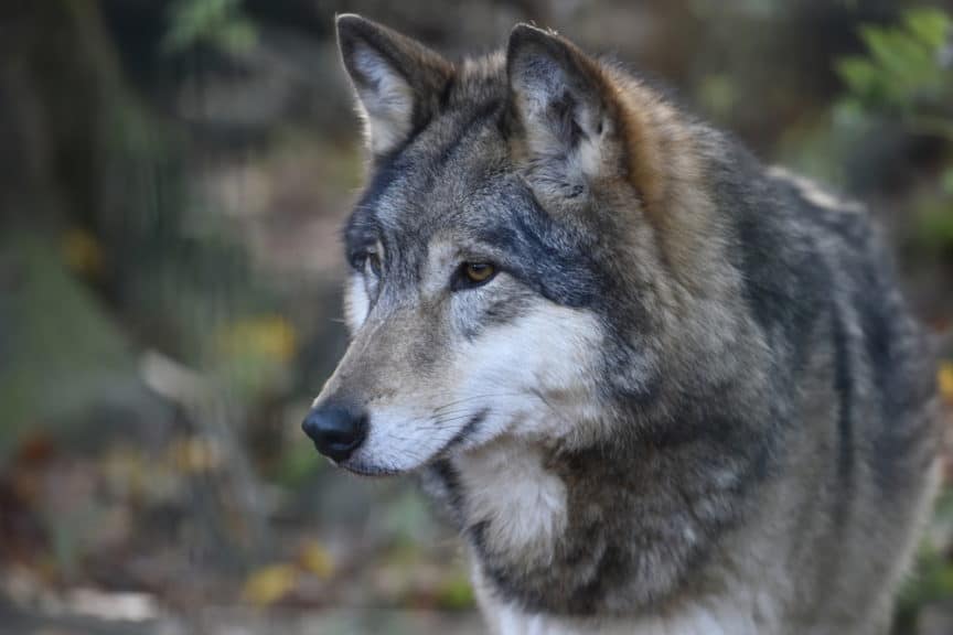 Which Species Of Wolves Live In North America? North American Nature