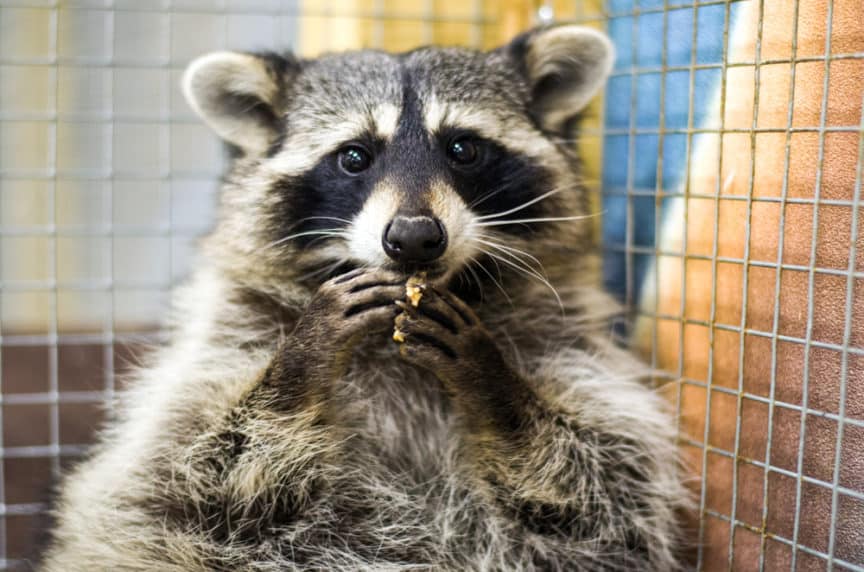 Are Raccoons Dangerous? North American Nature
