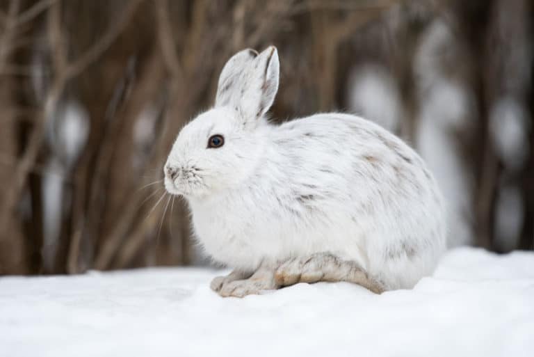 101 Facts About Snowshoe Hares North American Nature