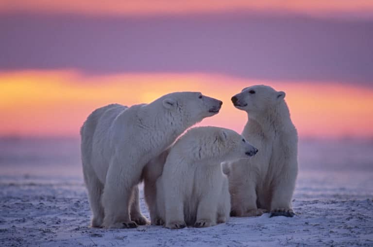 what-are-the-different-groups-of-marine-mammals-north-american-nature