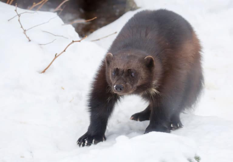 101 Facts About Wolverines North American Nature