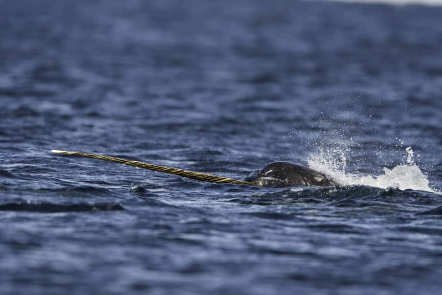Why Do Narwhal’s Have a Horn? North American Nature