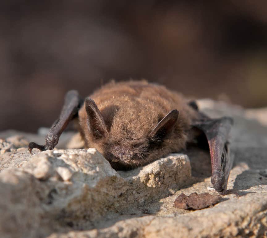 Do Bats Live in Alaska? North American Nature