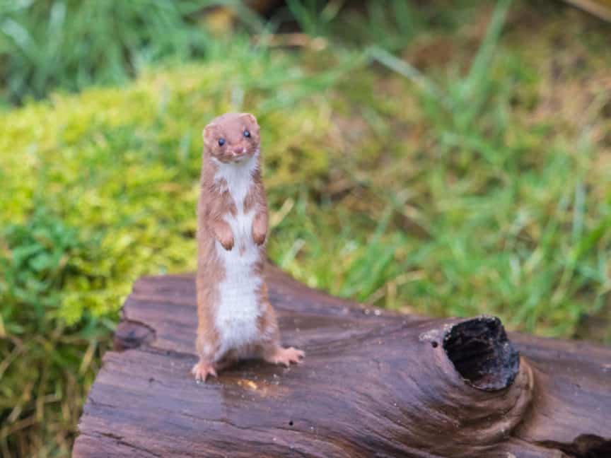 Where Do Weasels Live In North America? North American Nature