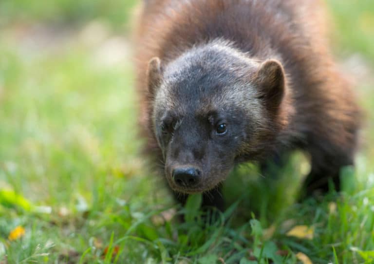 Which Mammals Live In Michigan? North American Nature