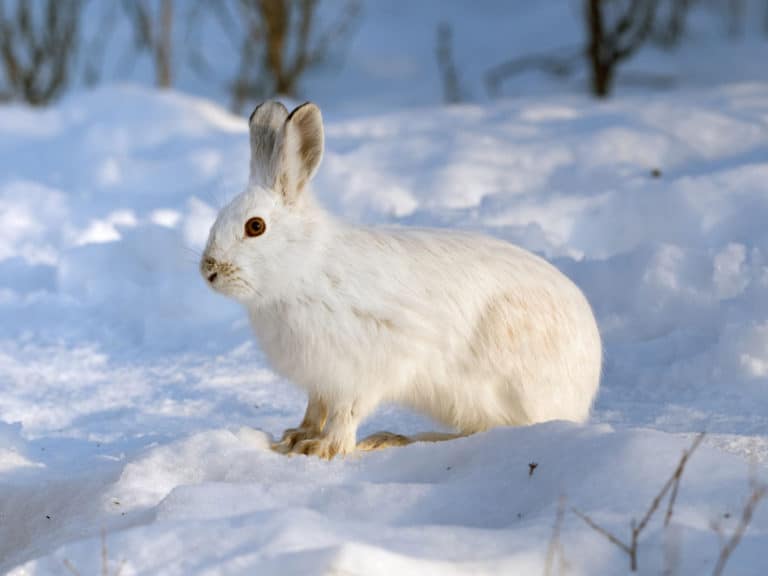 101 Facts About Snowshoe Hares North American Nature