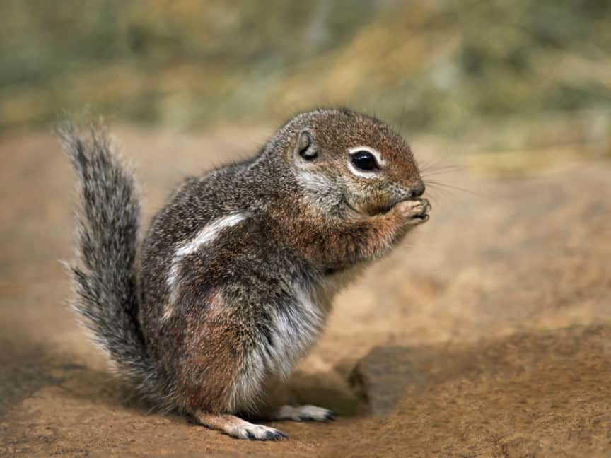 Harris’s Antelope Squirrel North American Nature