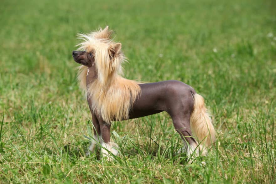 24 Dog Breeds That Begin With C North American Nature