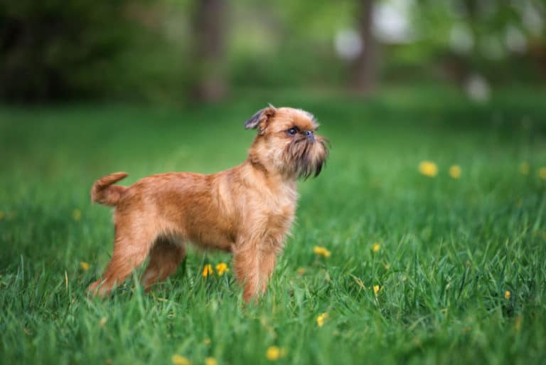 41 Dog Breeds That Begin With B North American Nature