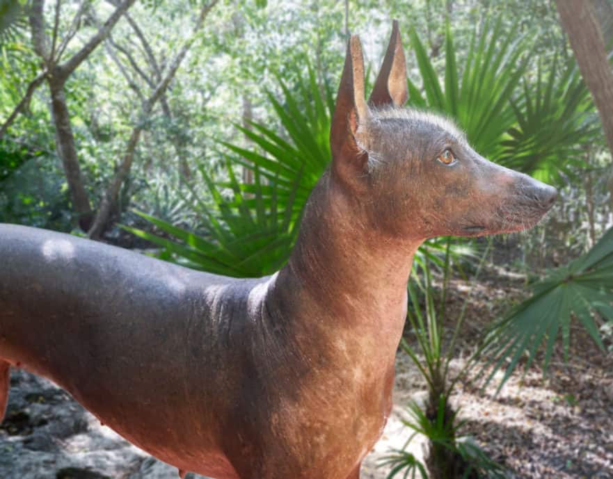 the-only-akc-dog-breed-beginning-with-x-north-american-nature