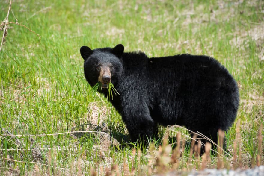 Which Mammals Live In Missouri? – North American Nature