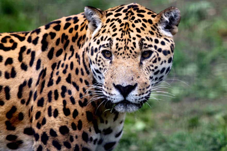 101 Facts About Jaguars North American Nature