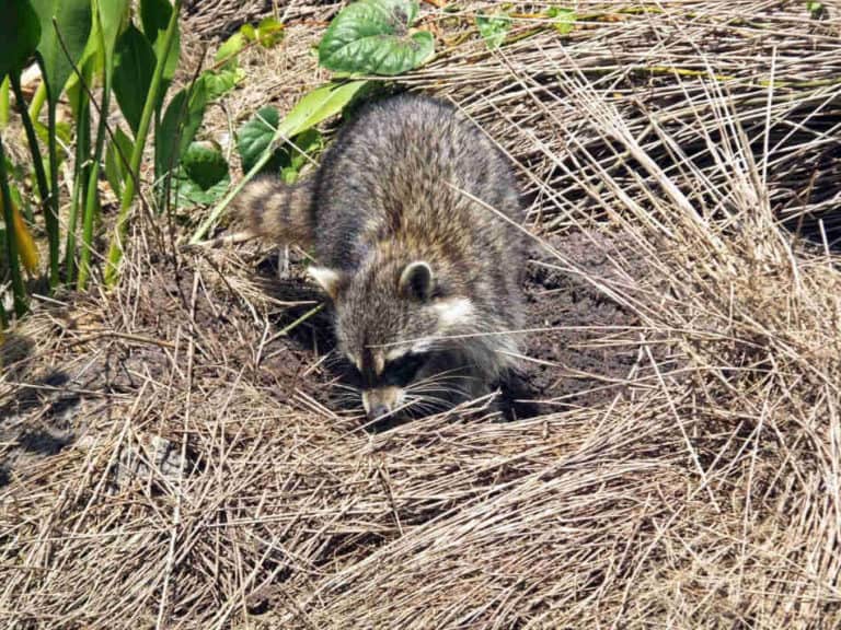 How To Stop Raccoons Digging Up Your Lawn North American Nature