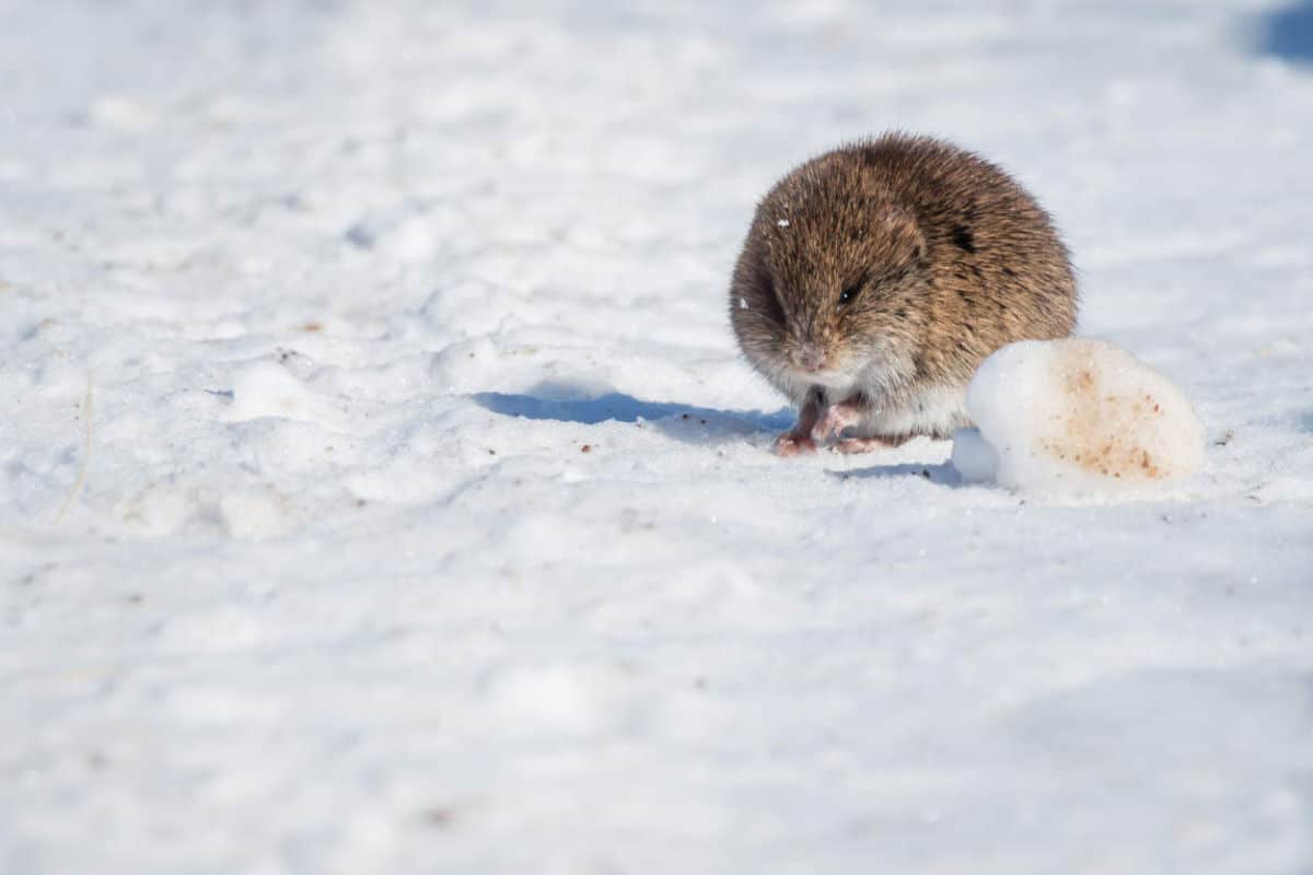 25 Mammals You Can See In Iowa North American Nature