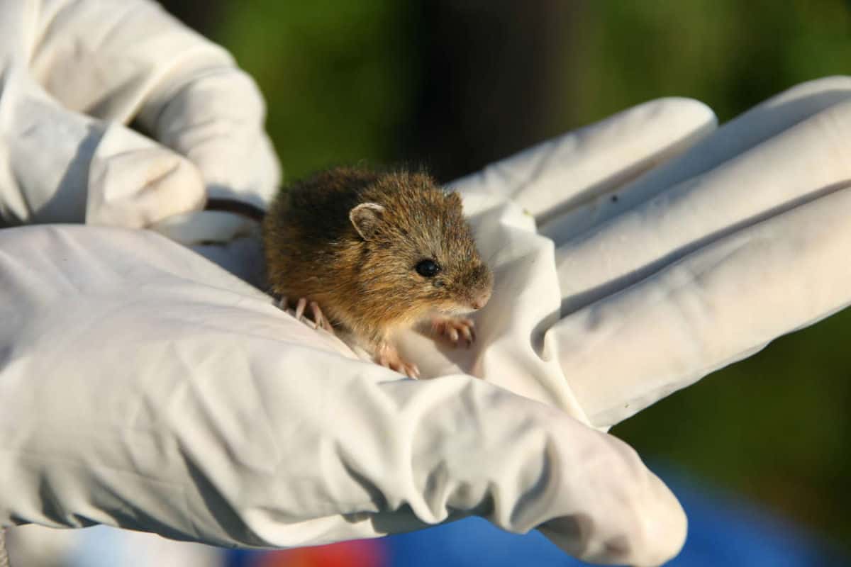 Which Mammals Live In Missouri? North American Nature