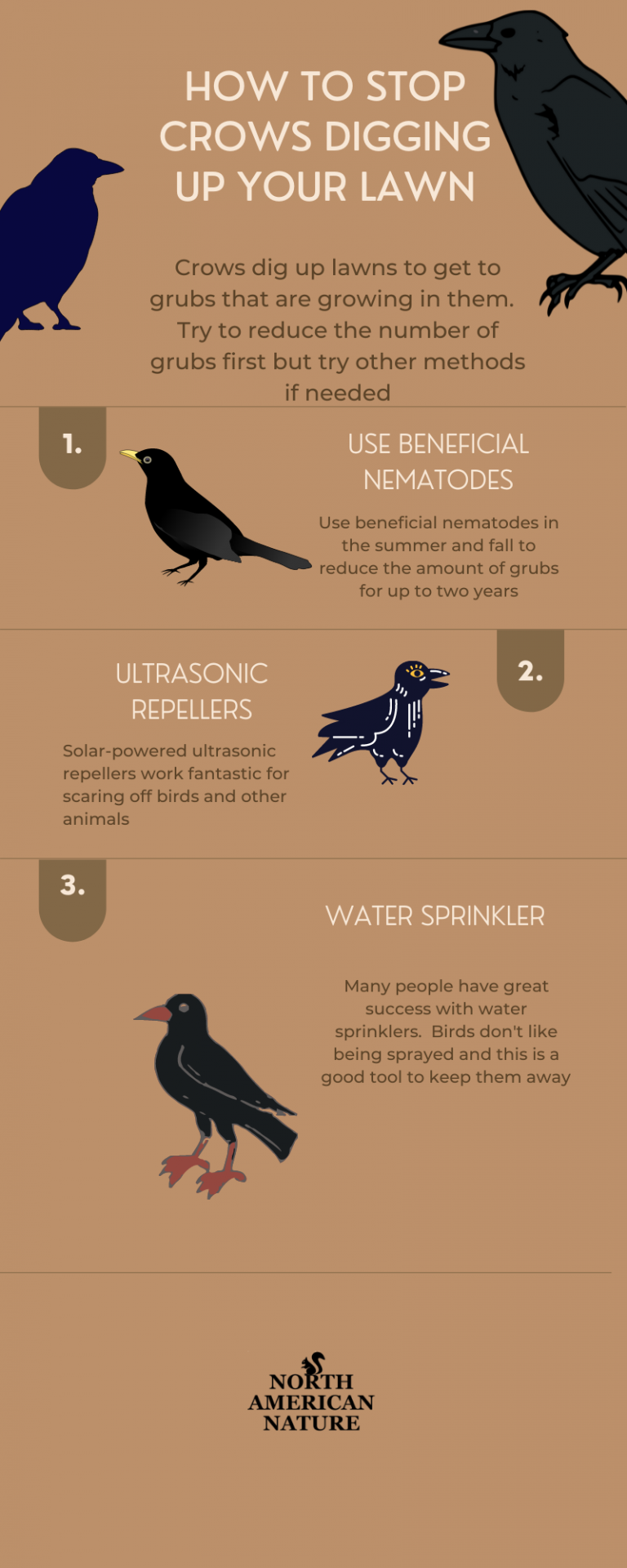 How To Stop Crows Digging Up Your Lawn North American Nature