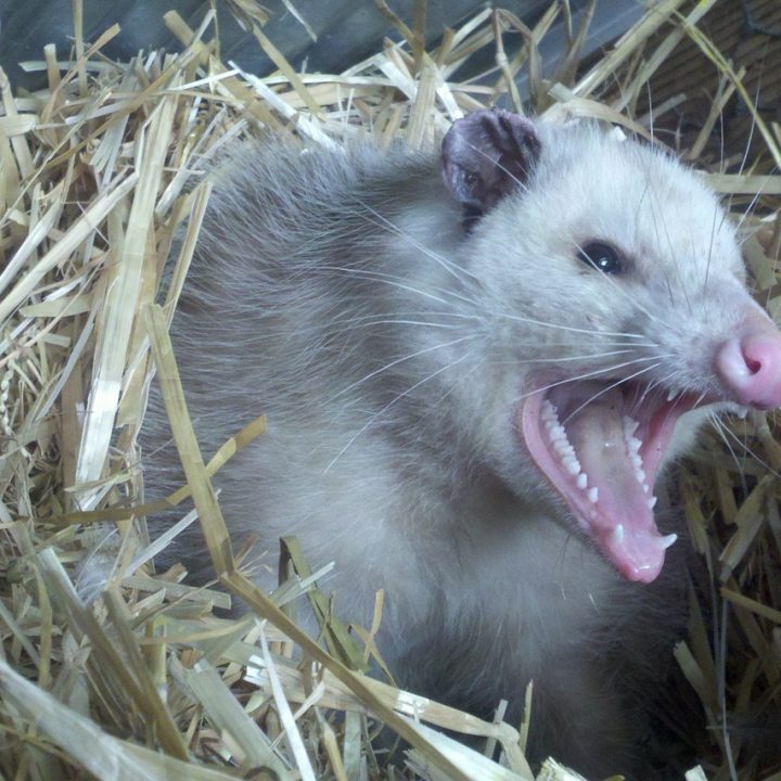 Are Opossums Dangerous? North American Nature