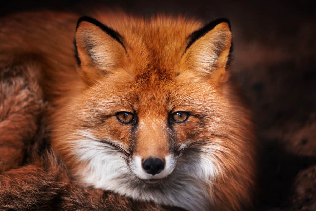 How Good Are A Foxes Senses? North American Nature