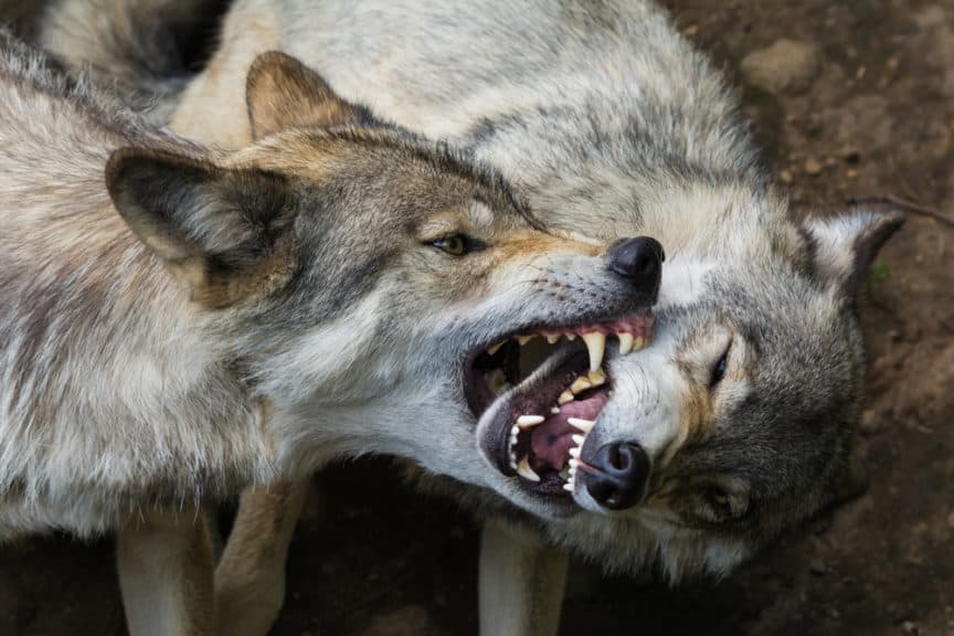 Wolves Communication How Do Gray Wolves Communicate – WSTTC