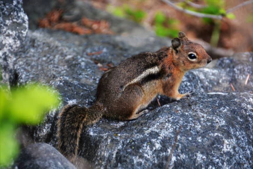 Which Mammals Live In British Columbia? – North American Nature