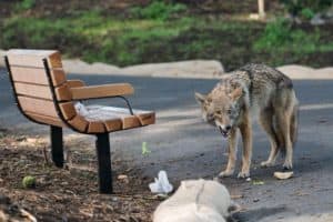 What Do Coyotes Eat? – North American Nature