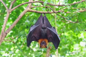 Why Are Bats Mammals? – North American Nature