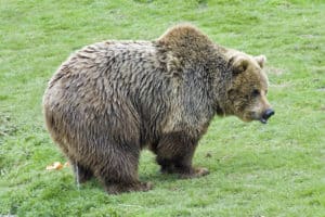 Spot The Difference Between A Male and Female Bear – North American Nature