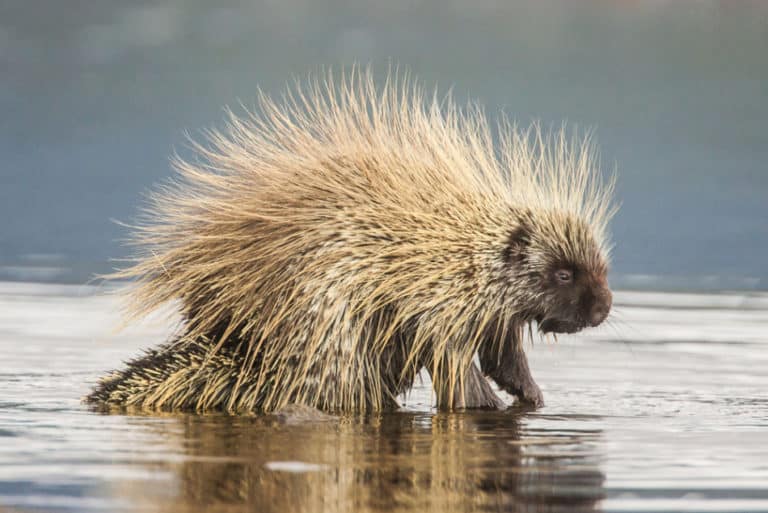 Porcupine North American Nature