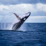 Why Do Whales Migrate? Why Do Whales Migrate?