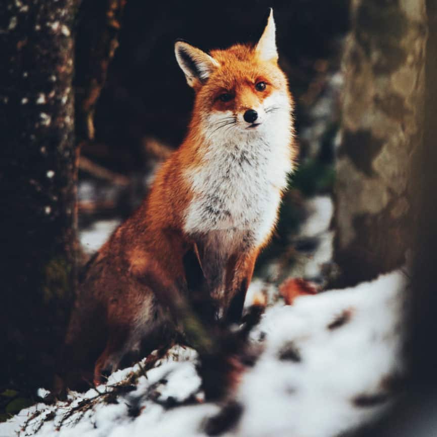 Which Mammals Live In North Carolina?