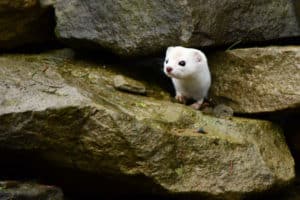101 Facts About Weasels – North American Nature