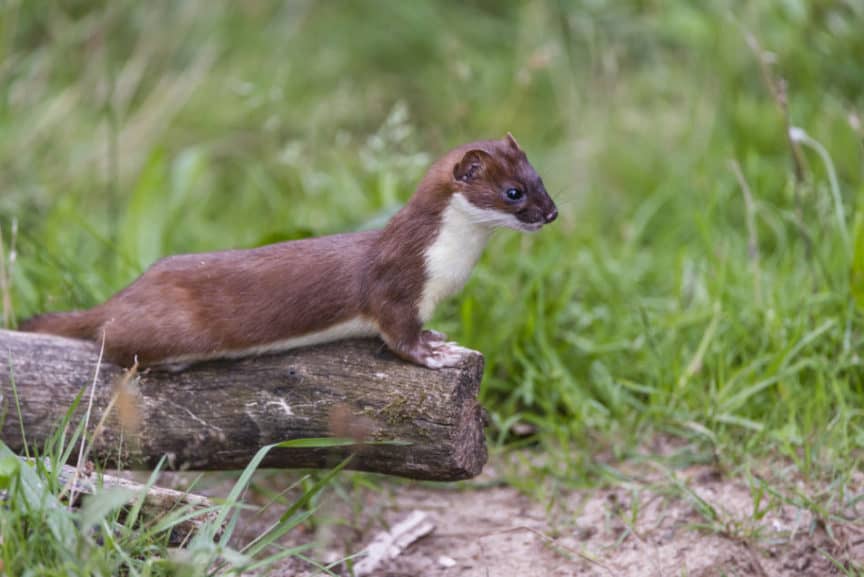 101 Facts About Weasels North American Nature