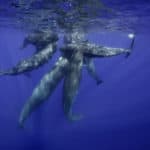 How Do Mammals Feed Underwater? How Do Mammals Feed Underwater?