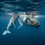 Do Whales Drink Water? Do Whales Drink Water?