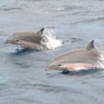 How Do Dolphins Breastfeed Underwater? How Do Dolphins Breastfeed Underwater?