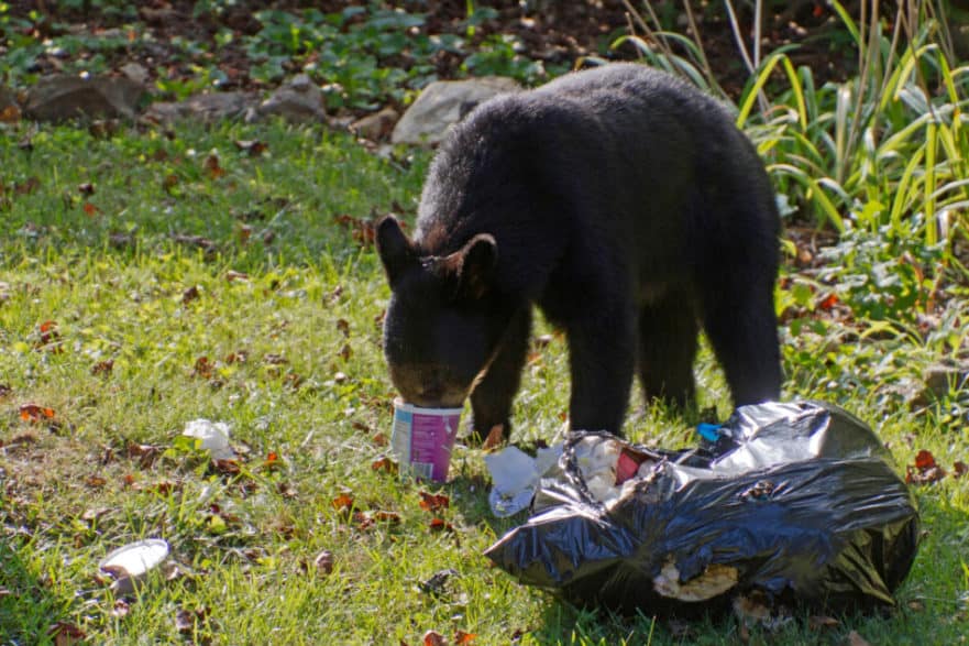 What Do Animals Need To Survive? – North American Nature