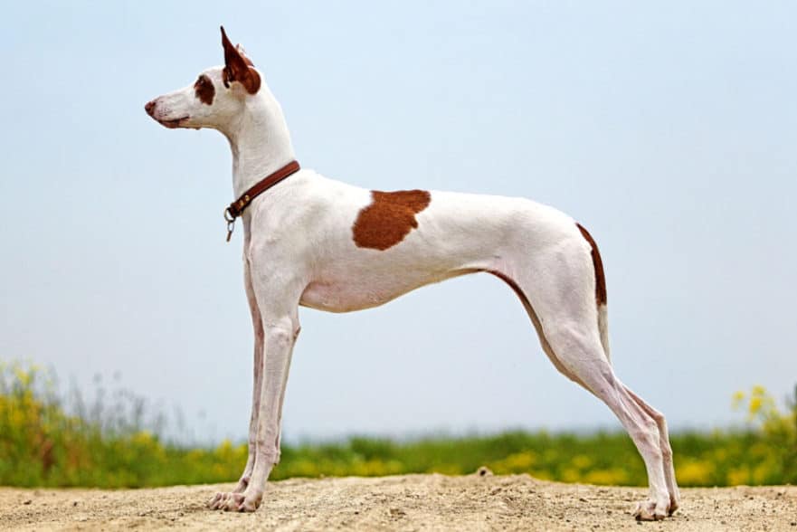 Dog Breeds Beginning With I Dog Breeds Beginning With I
