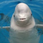 What Senses Do Whales And Dolphins Have? What Senses Do Whales And Dolphins Have?