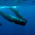 Why Are Whales Mammals? Why Are Whales Mammals?