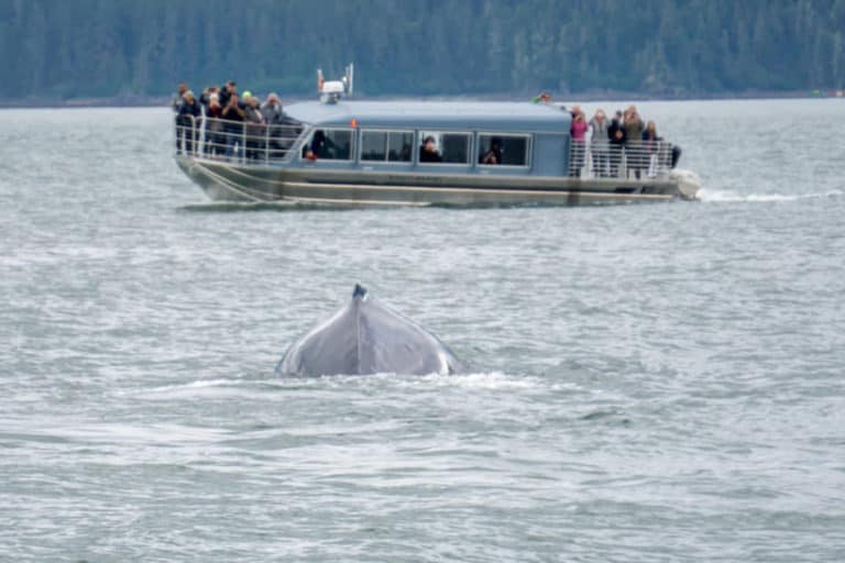 Why Are Dolphins Mammals
