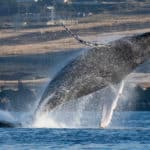 Why Do Whales Breach? Why Do Whales Breach?