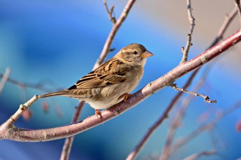 10 Most Common Birds In North America – North American Nature