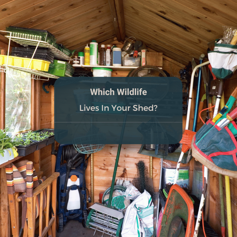 Which wildlife lives in sheds