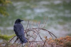 How To Stop Crows Digging Up Your Lawn