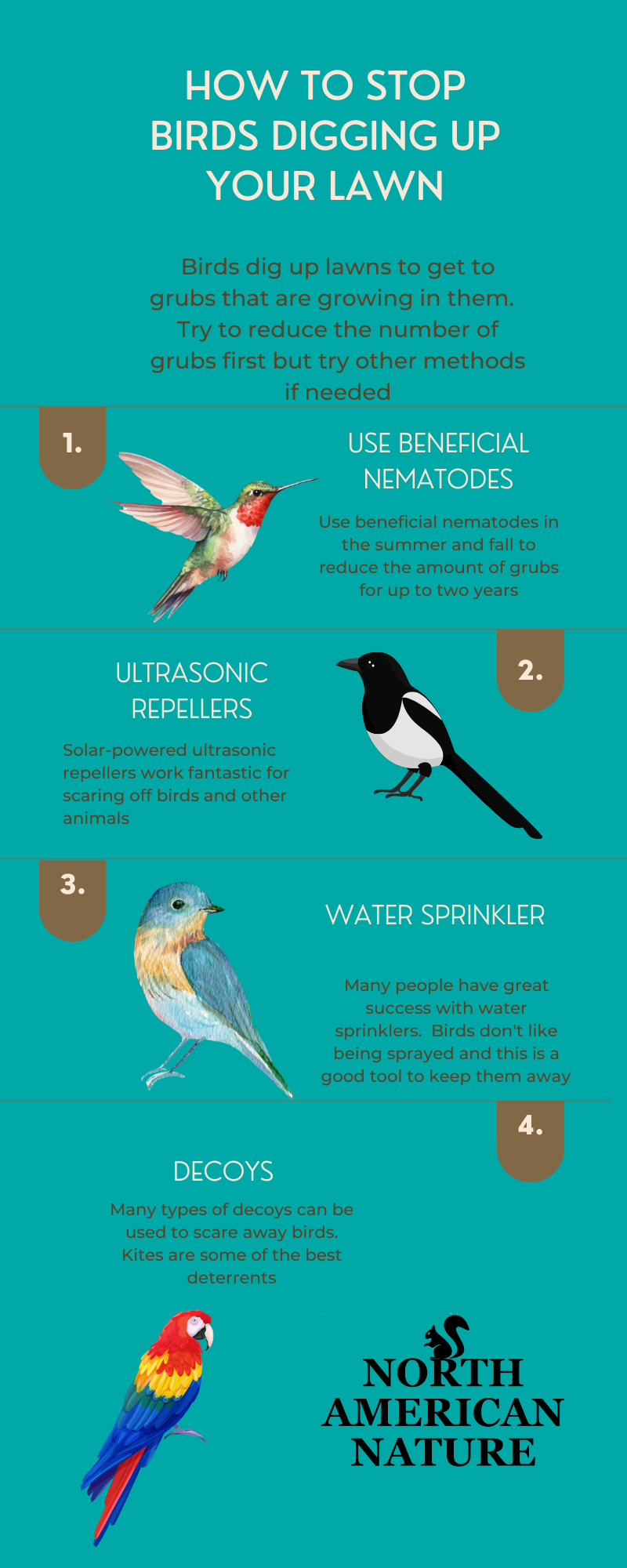 How to stop birds digging up your lawn infographic (800 × 2000 px) (3)