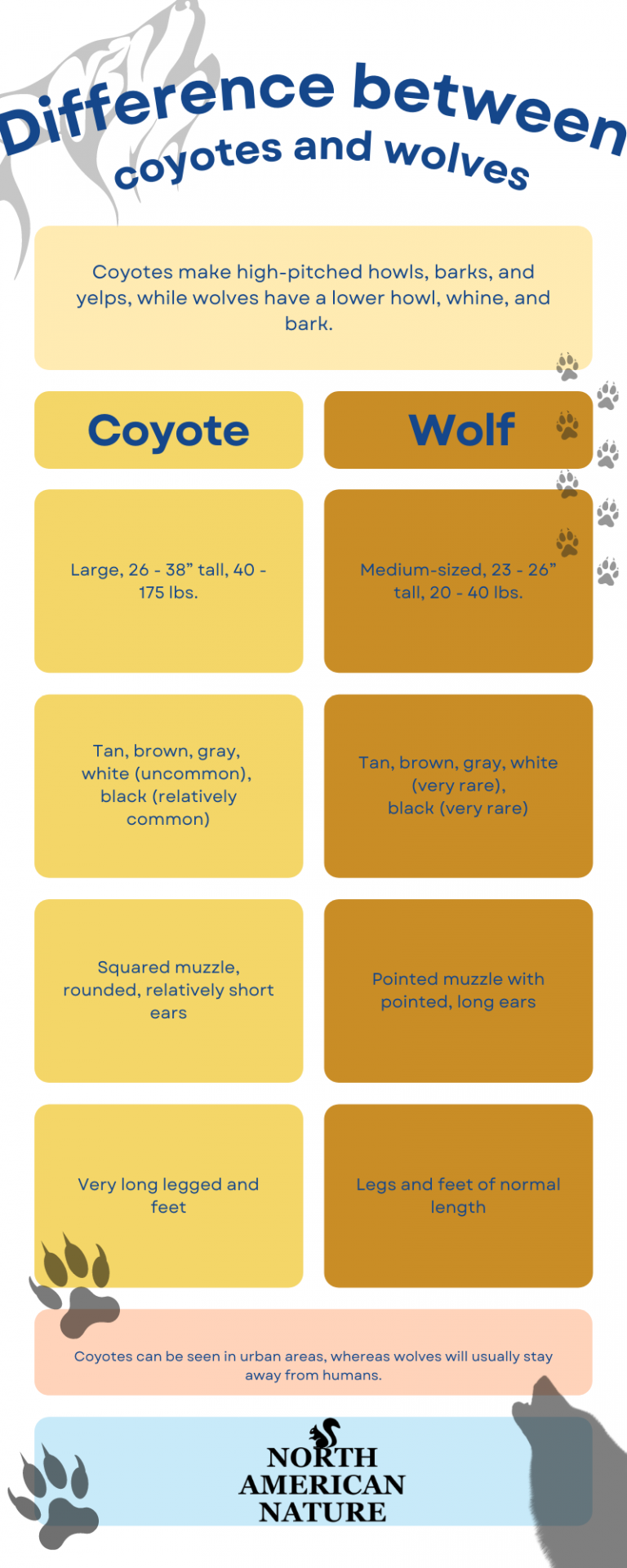 What Is The Difference Between a Coyote and a Wolf?