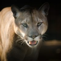 Photo of cougar