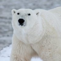 Polar bear sniffing